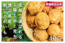 2014《2026年春お届け！》～これからは産地で選びたくなる～徳之島産新じゃがいも（10kg） ( バレイショ 野菜 旬 春 徳之島 奄美 鹿児島 肉じゃが カレー じゃがバター 美味しい 人気 オススメ )