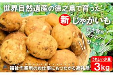 2303《2026年春お届け！》福祉作業所の仕事にもつながる！徳之島の“新”じゃがいも（3kg）( バレイショ 野菜 旬 春 徳之島 奄美 鹿児島 肉じゃが カレー じゃがバター 美味しい 人気 オススメ 福祉作業所 雇用 少量 お一人様 使いきり )