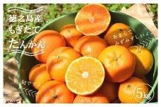 1312 《2026年2月～3月配送！》島の農家さん直送便！徳之島産もぎたてたんかん（5キロ） ( タンカン フルーツ みかん 果物 柑橘 甘い 徳之島 奄美 鹿児島 もぎたて フレッシュ 世界自然遺産 フルーツアイランド 先行予約 )