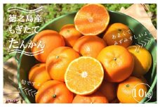 1313  《2026年2月～3月配送！》島の農家さん直送便！徳之島産もぎたてたんかん（10キロ） ( タンカン フルーツ みかん 果物 柑橘 甘い 徳之島 奄美 鹿児島 もぎたて フレッシュ 世界自然遺産 フルーツアイランド 先行予約 )
