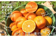 1901 《2026年2月～3月配送！》島の農家さん直送便！徳之島産もぎたてたんかん（3キロ） ( タンカン フルーツ みかん 果物 柑橘 甘い 徳之島 奄美 鹿児島 もぎたて フレッシュ 世界自然遺産 フルーツアイランド 先行予約 )