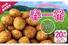 徳之島 天城町産 赤土ばれいしょ 新じゃが【春一番】20kg L~2L 混合サイズ ジャガイモ じゃがいも ばれいしょ バレイショ F-6-N