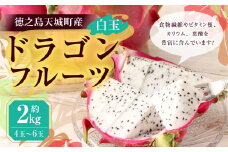 【先行受付】徳之島 天城町産 ドラゴンフルーツ 白玉 約2kg 家庭用 トロピカルフルーツ フルーツ 果物 果実 ピタヤ AJ-35-N