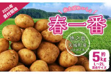 徳之島 天城町産 赤土ばれいしょ 新じゃが【春一番】5kg L～2L 混合サイズ ジャガイモ じゃがいも ばれいしょ バレイショ F-4-N