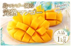 【2025年発送】徳之島 天城町【贈答用】島マンゴー園 完熟マンゴー Ａ品 1kg マンゴー フルーツ BA-1-N