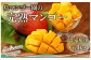 【数量限定追加】天城町産 島マンゴー園の完熟マンゴー【ご家庭用】1kg