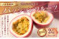 徳之島 天城町 吉川果樹園 パッションフルーツ 贈答用 2kg (1kg×2箱) 