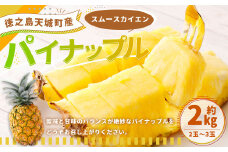 徳之島 天城町産 パイナップル 約2kg （2玉～3玉） パイン 果物 フルーツ 果実