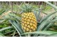 徳之島 天城町産 パイナップル 約2kg （2玉～3玉）