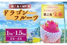 【2025年発送】天城町産 徳之島宝赤 プレミアム ドラゴンフルーツ  赤玉 1～1.5kg(2玉～3玉) トロピカルフルーツ フルーツ 果物 果実 ピタヤ
