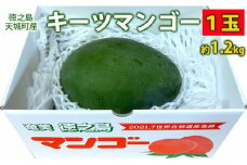 【2025年発送】鹿児島県 徳之島 天城町産 キーツマンゴー 1.2kg 緑のマンゴー 1玉入り