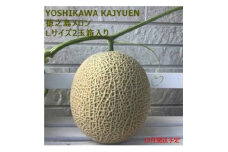 ＜2024年12月より順次発送＞吉川果樹園の徳之島メロンL2玉(専用箱入り)【1407134】
