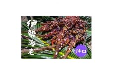 富山さん家の「伊勢海老」約1kg【1427241】