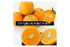 ＜2025年2月より順次発送＞平農園のたんかん《化粧箱》約5キロ【1460243】