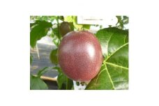 (2025年6月より順次発送)カイトフルーツのパッションフルーツ箱入り2kg(1kg箱×2)【1467896】