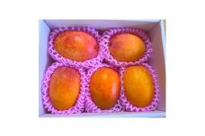 盛農園のマンゴー自宅用約1kg【1535542】