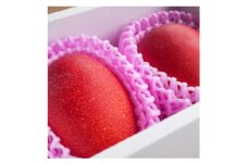 盛農園のマンゴー化粧箱入約1kg【1535573】