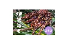 富山さん家の「伊勢海老」約2kg【1656659】