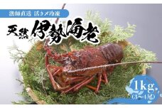 【漁師直送】活き〆冷凍  天然伊勢海老1kg（3～4尾）　W005-001u