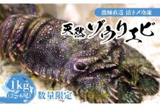 【漁師直送】活き〆冷凍 天然ゾウリエビ1kg（2～6尾） ※数量限定　W005-008u