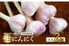 【2025年先行予約】農家厳選！南国の赤土で育んだ 沖永良部島産 生にんにく 2L玉 2kg【3月下旬～4月下旬】　W041-002u