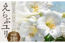 沖永良部島で大切に育てられた えらぶユリ切り花 10本入　W008-009u