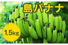まるとよ農産の島バナナ 1.5kg【7月中旬～12月下旬】　W009-033u