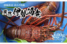 ■【漁師直送】活き〆冷凍 天然伊勢海老600g （1～2尾）　W005-010u