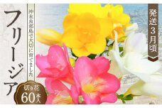 ■沖永良部島で大切に育てられた フリージア切り花60本 【発送3月頃】　W008-017u