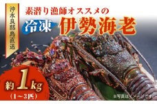 沖永良部島直送！素潜り漁師オススメの冷凍伊勢海老 約1kg（1～3匹）！　W030-003u