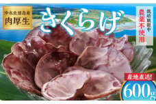 ■産地直送！栽培期間中 農薬不使用「沖永良部島産肉厚生きくらげ600g」　W031-008u