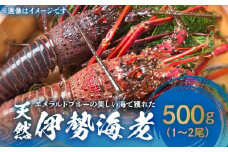 ■ エメラルドブルーの美しい海で獲れた天然伊勢海老 500g（1～2尾）　W057-001u