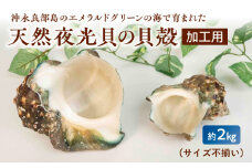 ■ 沖永良部島の天然夜光貝の貝殻（加工用）2キロ サイズ不揃い　W061-002u