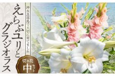 沖永良部島で大切に育てられた えらぶユリ・グラジオラス切り花（中）セット　W008-011u