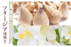 ■薫り高い可憐な花を咲かせます。フリージア球根 約15球入　W008-016u