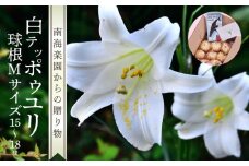 ■沖永良部島産 白テッポウユリ（えらぶ百合）球根Mサイズ（15～18球）　W008-019u