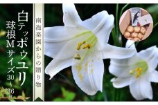 ■沖永良部島産 白テッポウユリ（えらぶ百合）球根Mサイズ（30～36球）　W008-020