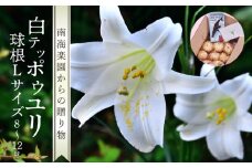 ■沖永良部島産 白テッポウユリ（えらぶ百合）球根Lサイズ（8～12球）　W008-021u