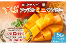 完熟アップルミニマンゴー 1.5kg　W001-014