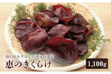 ■地の利を生かした沖永良部産 恵の生きくらげ　W012-001