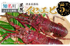 沖永良部島の天然イセエビ 5kg　C010-014
