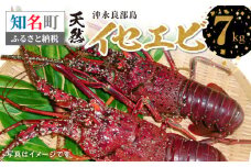 沖永良部島の天然イセエビ 7kg　C010-015
