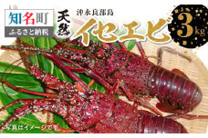 沖永良部島の天然イセエビ 3kg　C010-020
