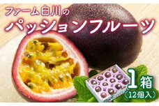 【2025年先行予約】紫の宝石！ファーム白川のパッションフルーツ 12個　C032-004