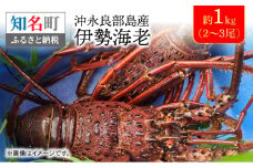 沖永良部島産 伊勢海老 約1kg（2～3尾）　C041-002