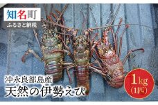 沖永良部島産！天然の伊勢えび 1kg（1匹）　C034-001