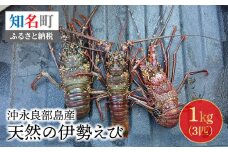 沖永良部島産！天然の伊勢えび 1kg（3匹）　C034-003