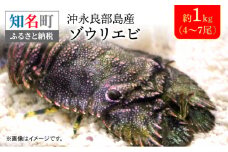 沖永良部島産！ゾウリエビ 約1kg（4～7尾）　C041-001