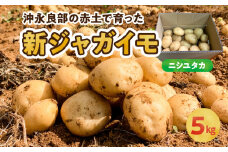【2025年先行予約】沖永良部の赤土で育った新ジャガイモ 5kg（ニシユタカ）2～4月お届け　C054-001-01