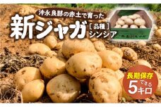 【2025年先行予約】沖永良部の赤土で育った新ジャガイモ 5kg（シンシア）2～4月お届け　C054-002-01